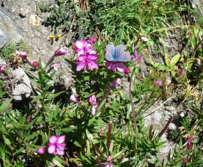I colori