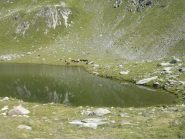 Mucche al pascolo al lago Santanel