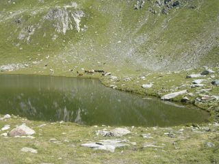 Mucche al pascolo al lago Santanel