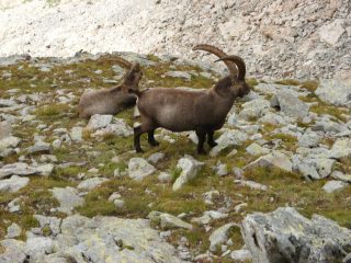 gli unici esseri viventi a parte a valle!