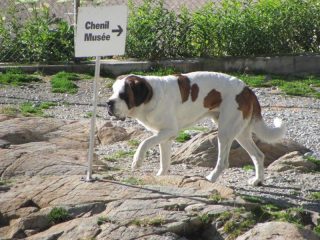 I famosi cani