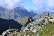 stambecchi al colle
