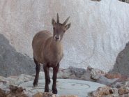 Camoscio al Morelli