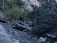 Camosci sulle cenge del settore Centrale