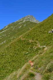 il lungo traverso in direzione della cima