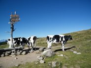 Mucche all'Auenjoch