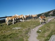 Cavalli aveglinesi al pascolo