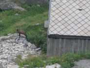 Insolito guardiano alla casa PNGP dell'Arculà