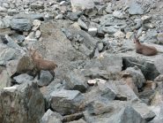 i nostri amici ci osservano incuriositi