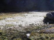 06 - fiori (1024x768)