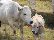 07 - Uncino il vitellino (1024x768)