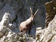 lo stambecco ci indica la via
