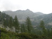 Sguardo verso il Bellagarda dall'Alpe Pian Pesse