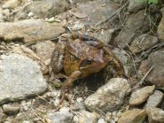 Rospo all'Alpe Ciarbonera
