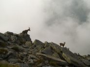 stambecchi nella nebbia