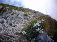 Sorpresa sul sentiero Stelle alpine che aprono il cuore
