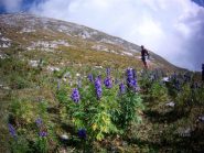 fioritura ancora rigogliosa