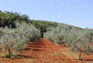 Giovane uliveto