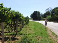 Tra i vigneti