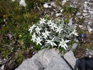 Meravigliose stelle alpine