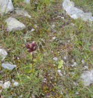genziana purpurea