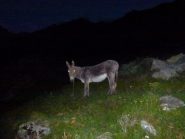 all'alpe barmaion è ancora buio