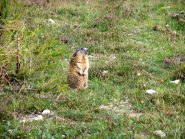 Marmotta in posa