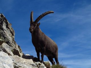 Uno dei fieri e magnifici abitanti dei quartieri alti