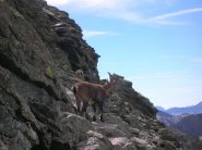 padroni di casa infastiditi