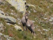 05 - Stambecchino (1024x768)