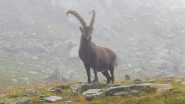 Splendido esemplare nei pressi del rifugio