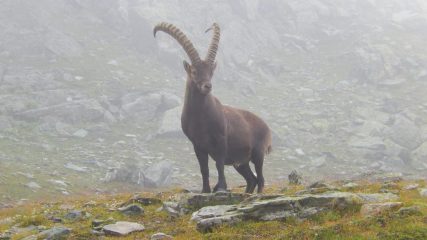Splendido esemplare nei pressi del rifugio