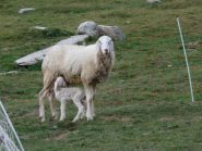 tenerezze ovine