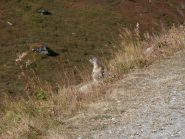 vivace marmottina sul bordo della poderale...