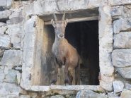 padrone di casa al Colle di Finestra