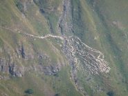 Valanga....di pecore scende il Vallone del Roc