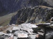 femmina di stambecco con il piccolo