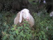 e' questo il sentiero per il  tagliaferro. BOOOOOO!!!!!!