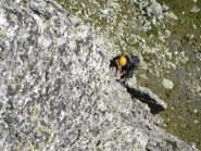 Sembra...ma non è free solo