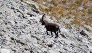 il sig stambecco sulla pietraia 