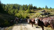 ci cedono il passo