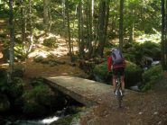 il tratto nella faggeta
