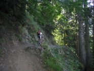 il tratto nel bosco di faggi e abeti bianchi