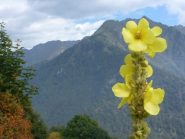 oltre il petalo...il Monte Rossin