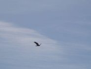 Aquila reale