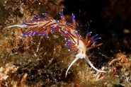Una Cratena Peregrina nel suo habitat di eudendrium, di cui si nutre, allo Scoglio del Cammello: questo meraviglioso esserino è lungo da uno a quattro-cinque centimetri!