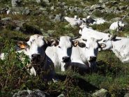 Splendide mucche ancora al pascolo