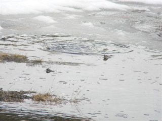 ...chi vi disturba qui.....