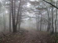 ritorno nelle nebbie