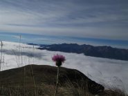 il Monviso fà capolino